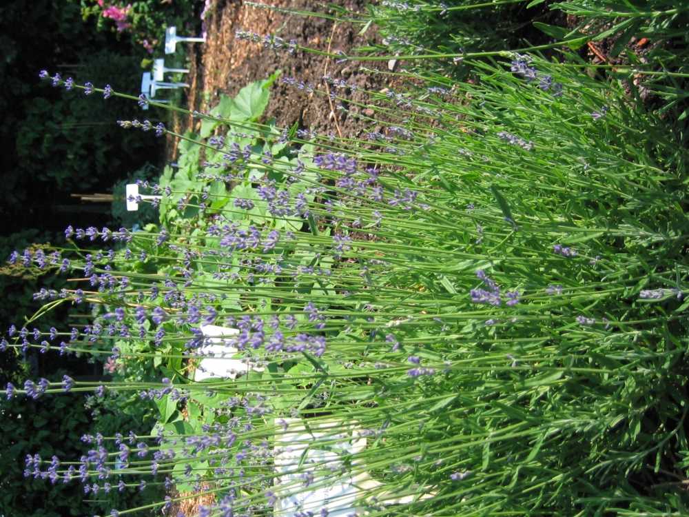 Lavandula latifolia (Breitblättriger Lavendel, Großer Speick-Lavendel)